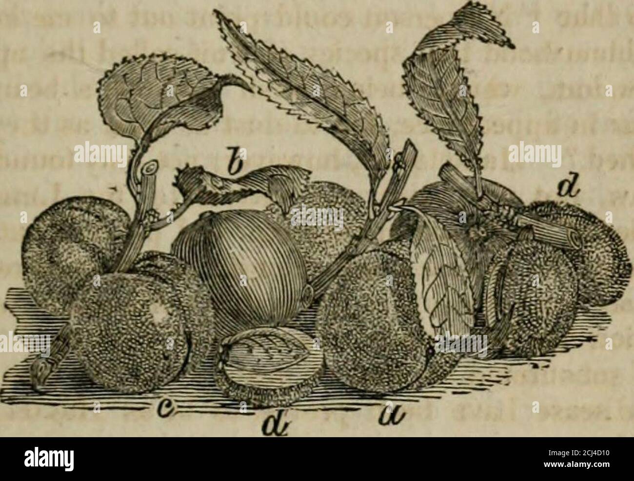 A description and history of vegetable substances, used in the arts, and in  domestic economy . referred it to the Linnaeanspecies of Solaninn  meloiigena, and pointed out thecause of the disease;