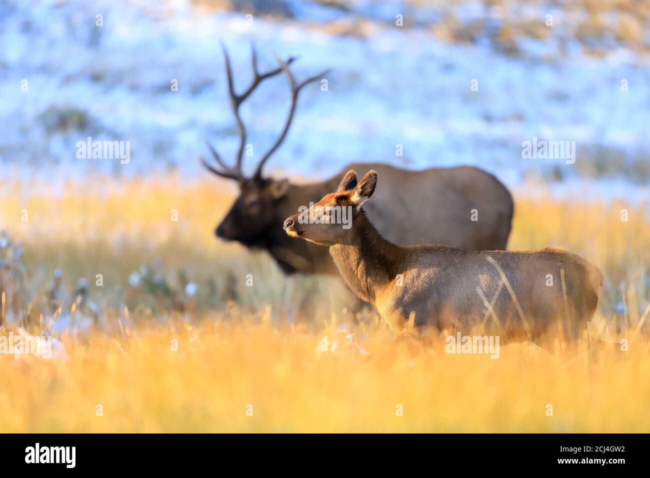 Rocky Mountain Bull Elk during the autumn rut after a September snow ...