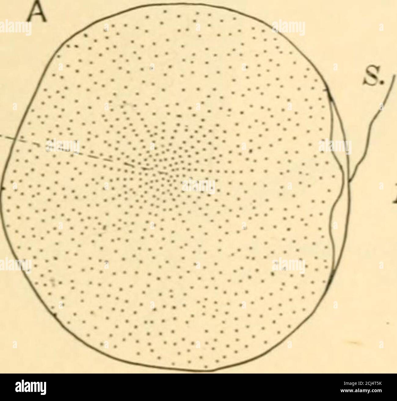 . The science and art of midwifery . earmatter from the vitellus collects. A separation of the lines connectingthe poles next takes place, and two new nuclei surrounded by radiatemasses of yelk matter result. These have a star-like arrangement.The upper pole is then extruded and the first polar globule is formed.The process is then repeated, and the second polar globule is perfected.Finally the persistent portion of the original nucleus recedes from thesurface. It resembles in appearance the original germinal vesicle withits nucleolus, and is known as foe female pronucleus. The formation of th Stock Photo