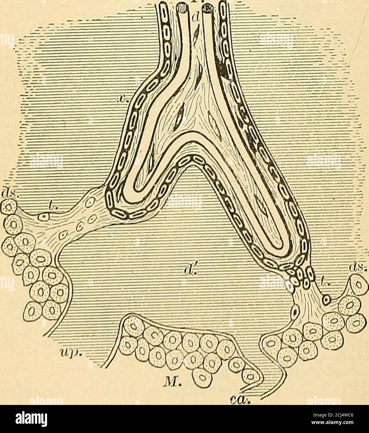 . A text-book of comparative physiology for students and practitioners of comparative (veterinary) medicine . e-F.. Fig 97.—Structure of human placenta; ds, decidua serotina; L trabecnlae of serotinapassing to f«lal villi; ca, curling artery; up, utero-placental vein; a;, prolongationof maternal tissue on exterior of villus, outside cellular layer e, which may repre-sent either endothelium of maternal blood-vessels or delicate connective tissue ofthe serotina or both; e, maternal cells of the serotina. REPRODUCTION. 93 cance of this general arrangement will be explained in thechapter on the ph Stock Photo