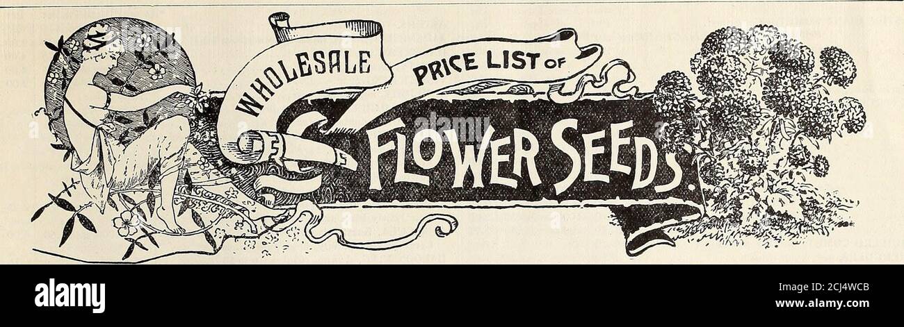 . Florists' wholesale catalogue. : seeds, bulbs, plants, &c . hese new varieties of the Old Sweet Sultan are grand improvementsproducing long-stemmed blossoms 3 to 4 inches across, of graceful, airyeffect, and most deliriously fragrant. For bouquets, vases, or as corsageflowers they are of exceptional value. If cut scarcely opened they willlast for ten days in water. The plants are of the easiest culture, floweringfreely. 2 to 3 feet high. Sweet Sultan Imperial, Mixed Colors.Pkt, 10c; per 1000 seeds 15c; oz. 40c. Margaritae. Satiny-white flowers Chameleon. Bright yellow flow-ers Favorita. Bril Stock Photo