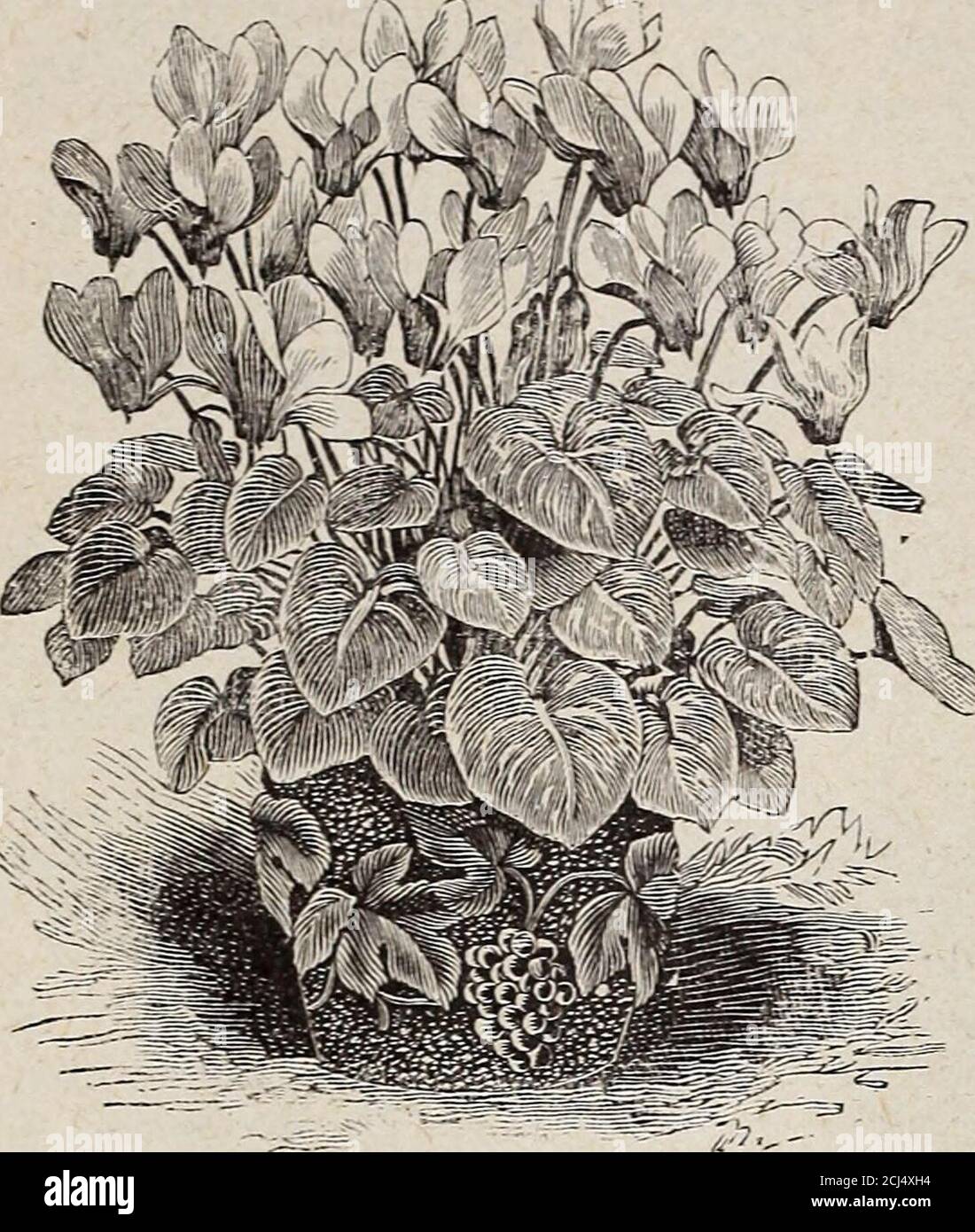. Horsford's descriptive catalogue of hardy ornamentals herbaceous plants bulbs ferns shrubs and vines . F. H. Horsford, Charlotte, Vermont. CRINUMMongifolium. A valuable species from the Cape of Good Hope. Flowers, 6 to 8 in an umbel iVz inches long ; w. hite, flushed with pink inside. Large bulbs, 50 cts. each ; small, youngbulbs, 20 cts. CYCLAMEN, European. The common Swiss autumn-flowering Cyclamen. Flowers bright rose, free-bloom-ing when established. Fine for rock-work. 12 cts.each, two for 20 cts.C. hederaefolium. A strong species, varying in foliageand in color of flowers, which are of Stock Photo