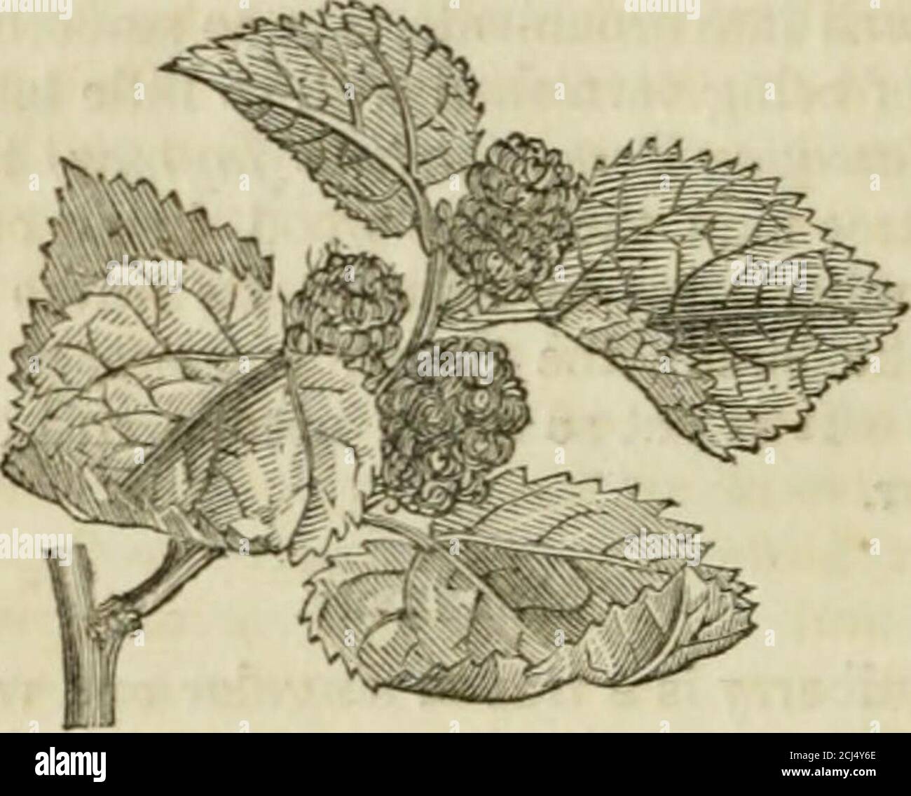 . A description and history of vegetable substances, used in the arts, and in domestic economy . species. Of the mulberry (Morns) there are many species;and though none of them are natives of England, orprobably of Europe, some are sufficiently hardy tothrive in most, and bear fruit in many, parts of Britain.The white mulberry (Morus alba) is rather a deli-cate tree, though it grows very well in Spain, Italy,and the south of France. The berries of it are light-coloured and insipid. The black mulberry (Morus nigra) is a larger andmore hardy tree ; the fruit is a blackish red, and hasmuch more t Stock Photo