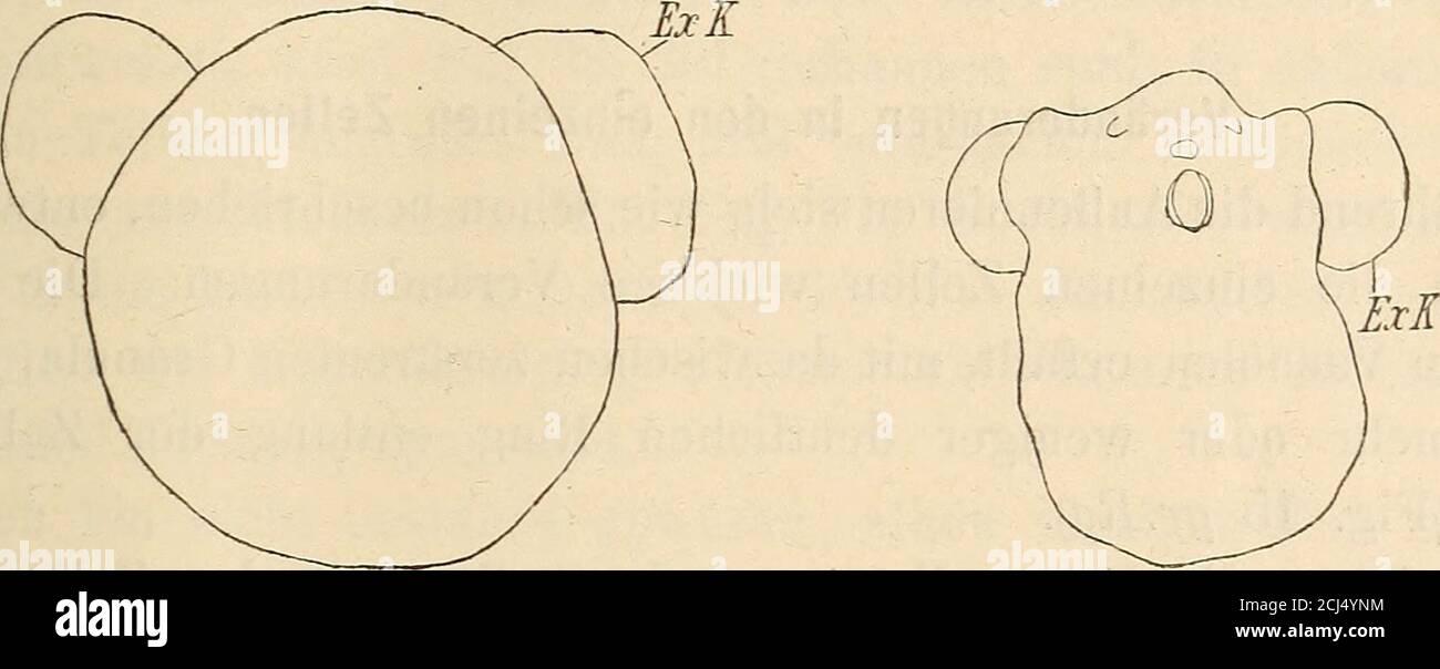 . Zeitschrift für wissenschaftliche Zoologie . während Bobretzky die späteren Stadien seiner Formuntersuchte. McMürrich jedoch arbeitete an früheren Stadien vonFulgur, und den späteren von Fasciolaria. Daher scheint es mir Über den Kannibalismus bei Fasciolaria tulipa (var. distans) usw. 97 wahrscheinlicher, daß er die Membran nicht fand, weil sie in älterenEmbryonen ganz außerordentlich dünn wird. Gleichzeitig- mit den schon beschriebenen Veränderungen findenandre statt, als deren Resultat die Nieren eine ganz andre Lage be-kommen. Der Embryo nimmt zu dieser Zeit sehr stark an Größezu — nicht Stock Photo