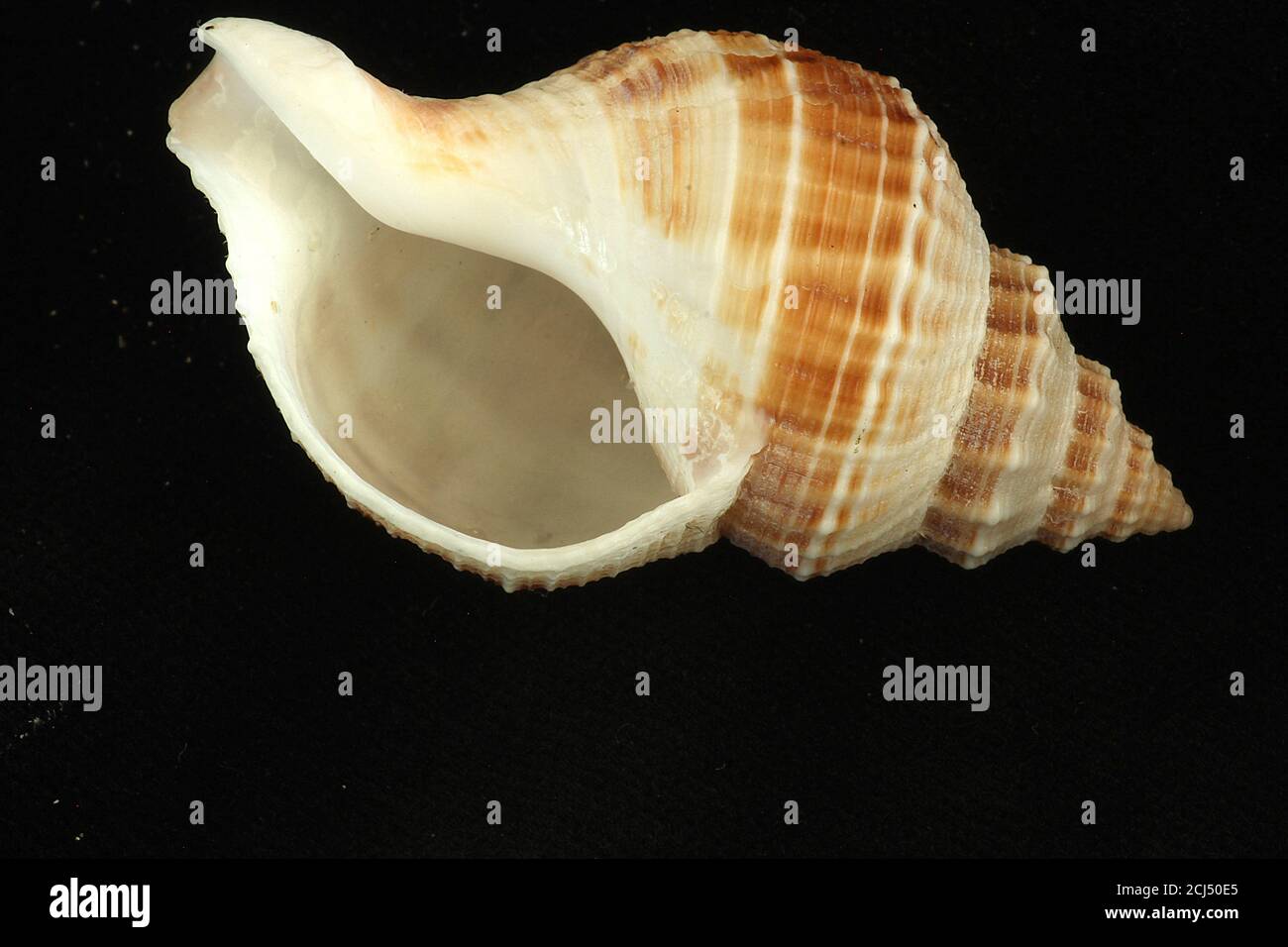 Marine gastropod shells studio images on black Stock Photo - Alamy