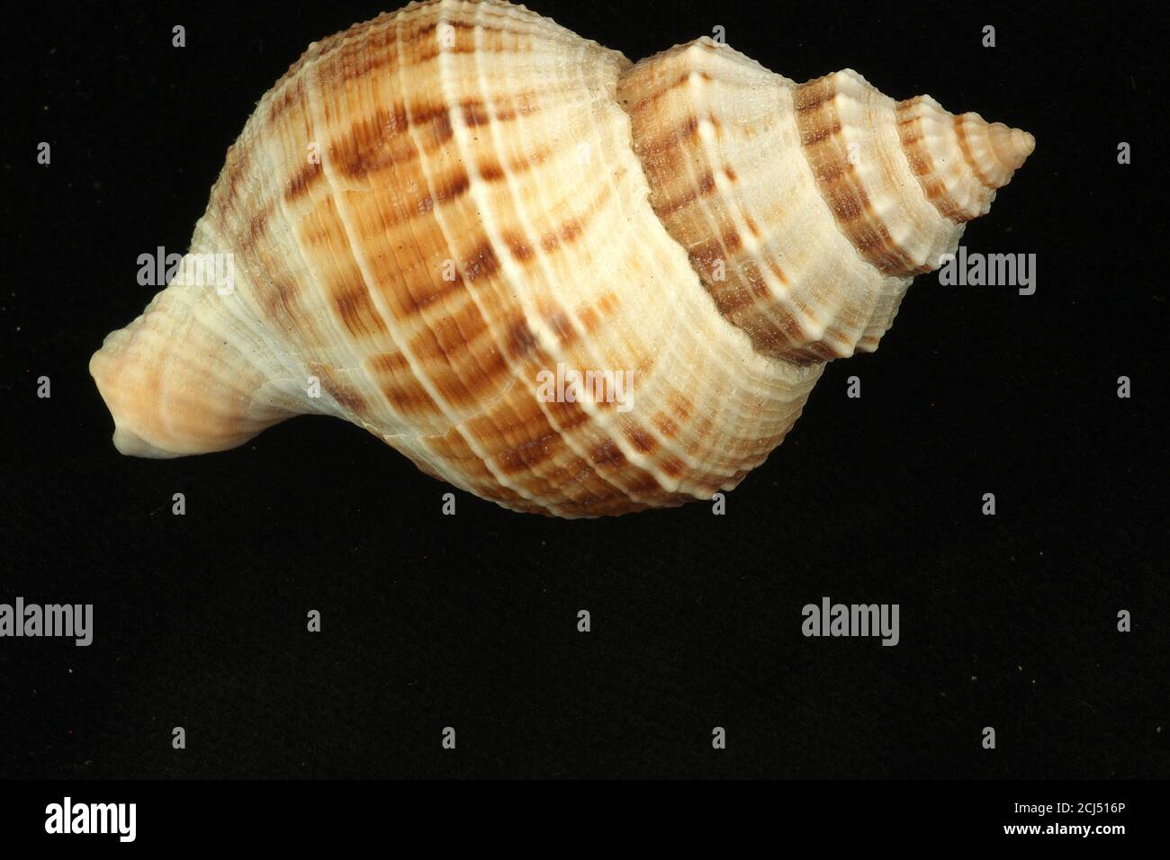 Marine gastropod shells studio images on black Stock Photo