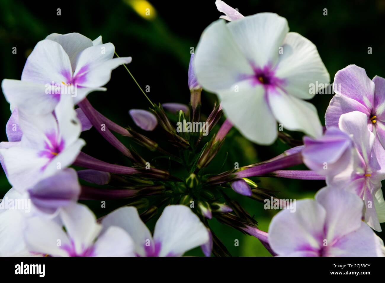 Picture of flowers hi-res stock photography and images - Alamy