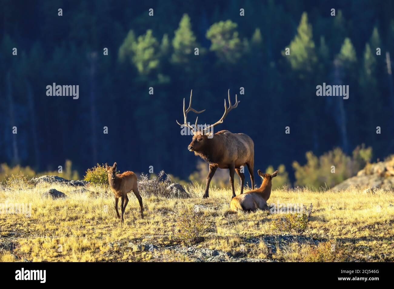 Rocky Mountain Bull Elk during the autumn rut Stock Photo - Alamy