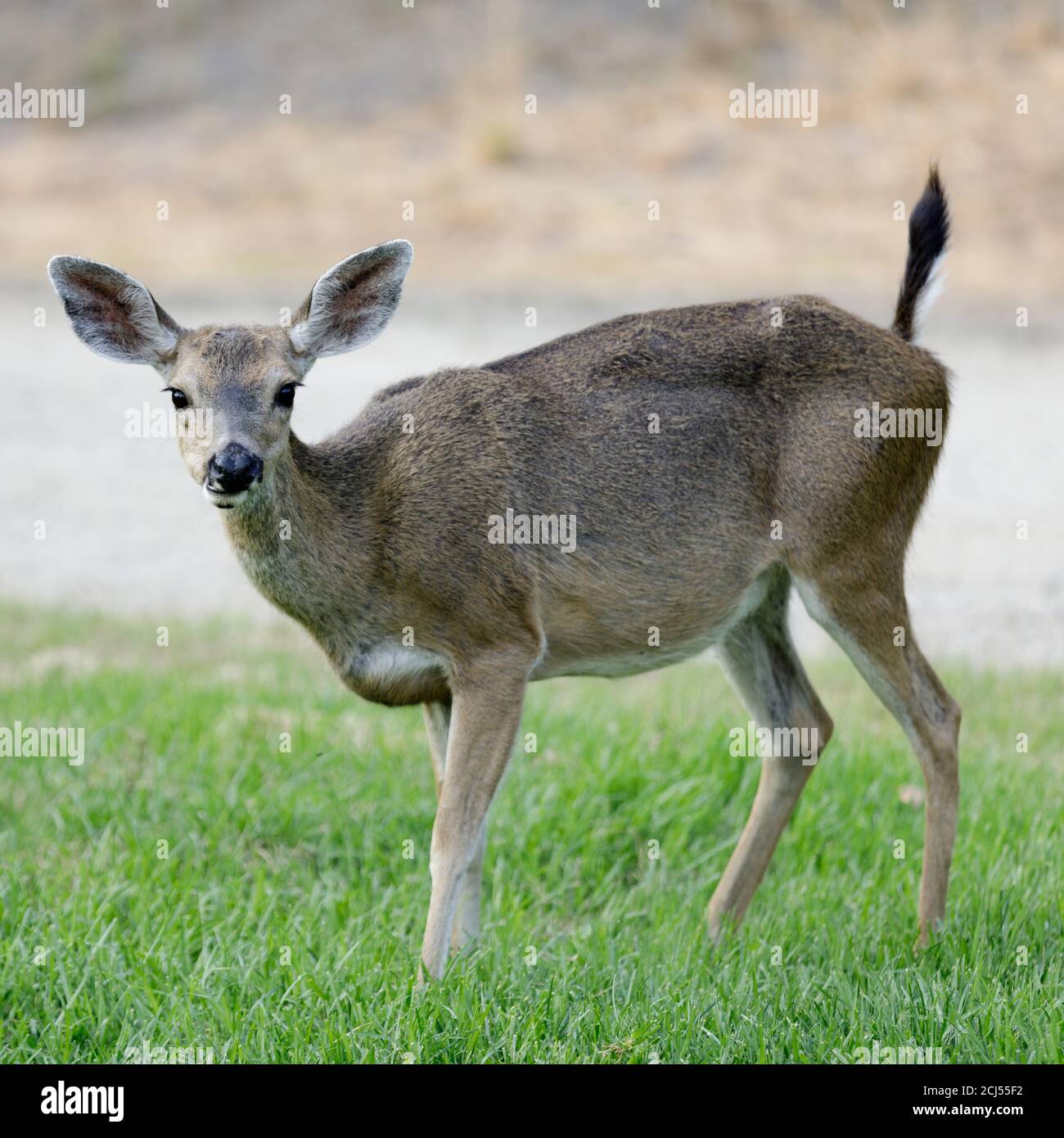 Blacktail Deer adult female pooping while looking at camera Stock Photo