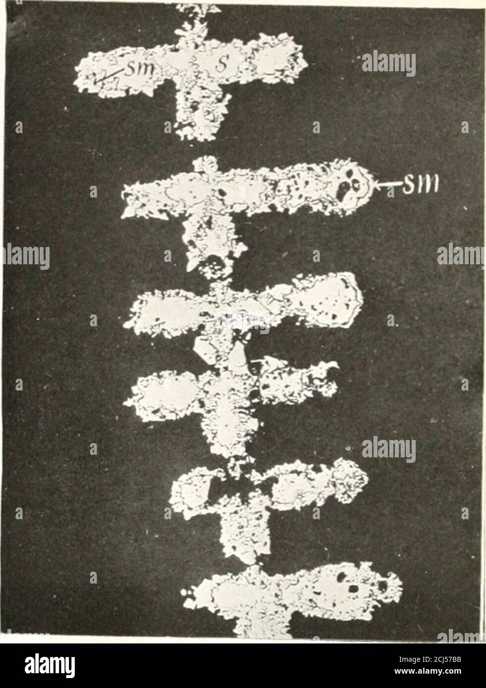 Silver Rocks Science . A microscopic study of the silver ores and their associated minerals ...