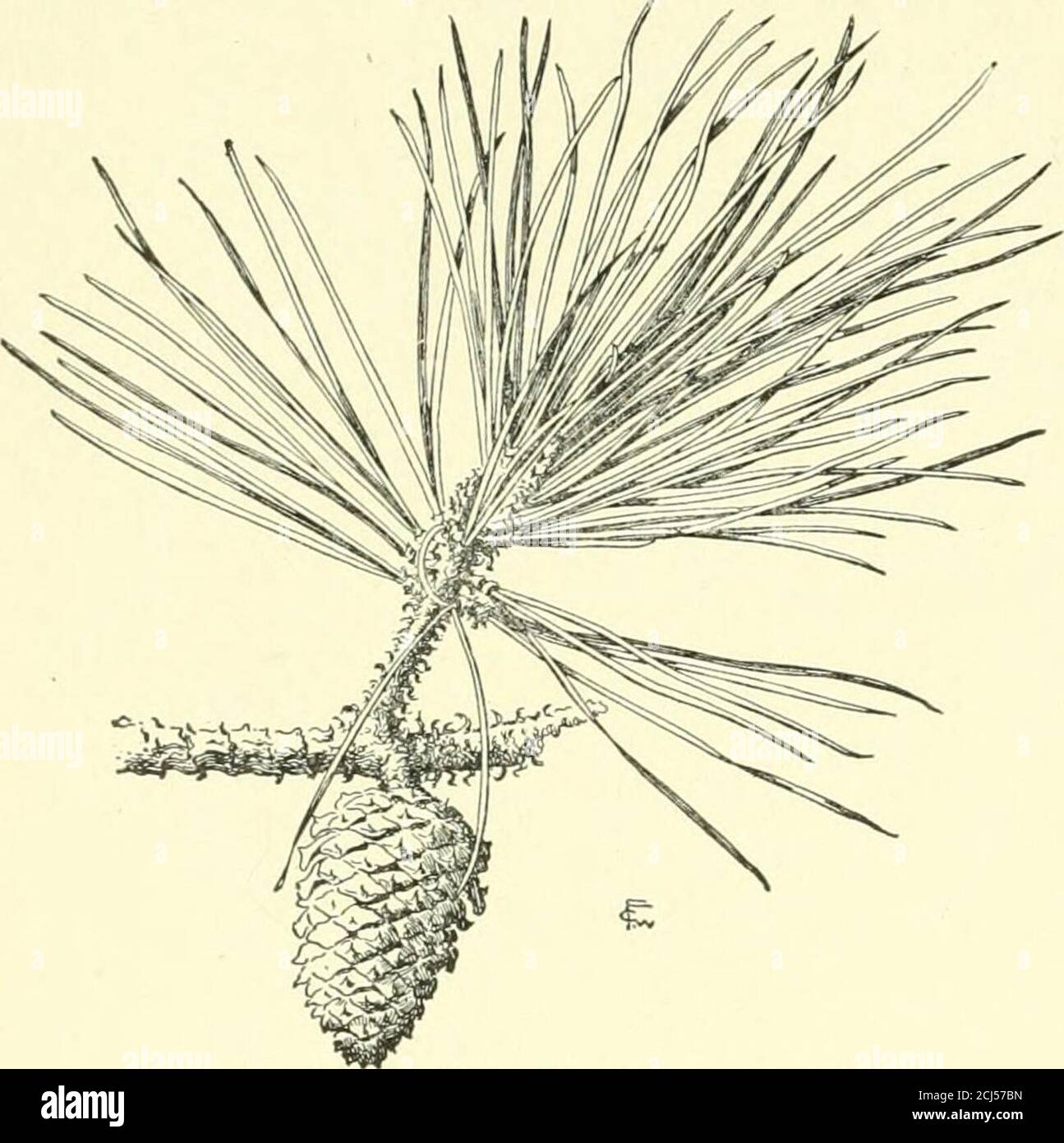Plant Drawing Triangular Ele triangular hi-res stock photography and images - Alamy