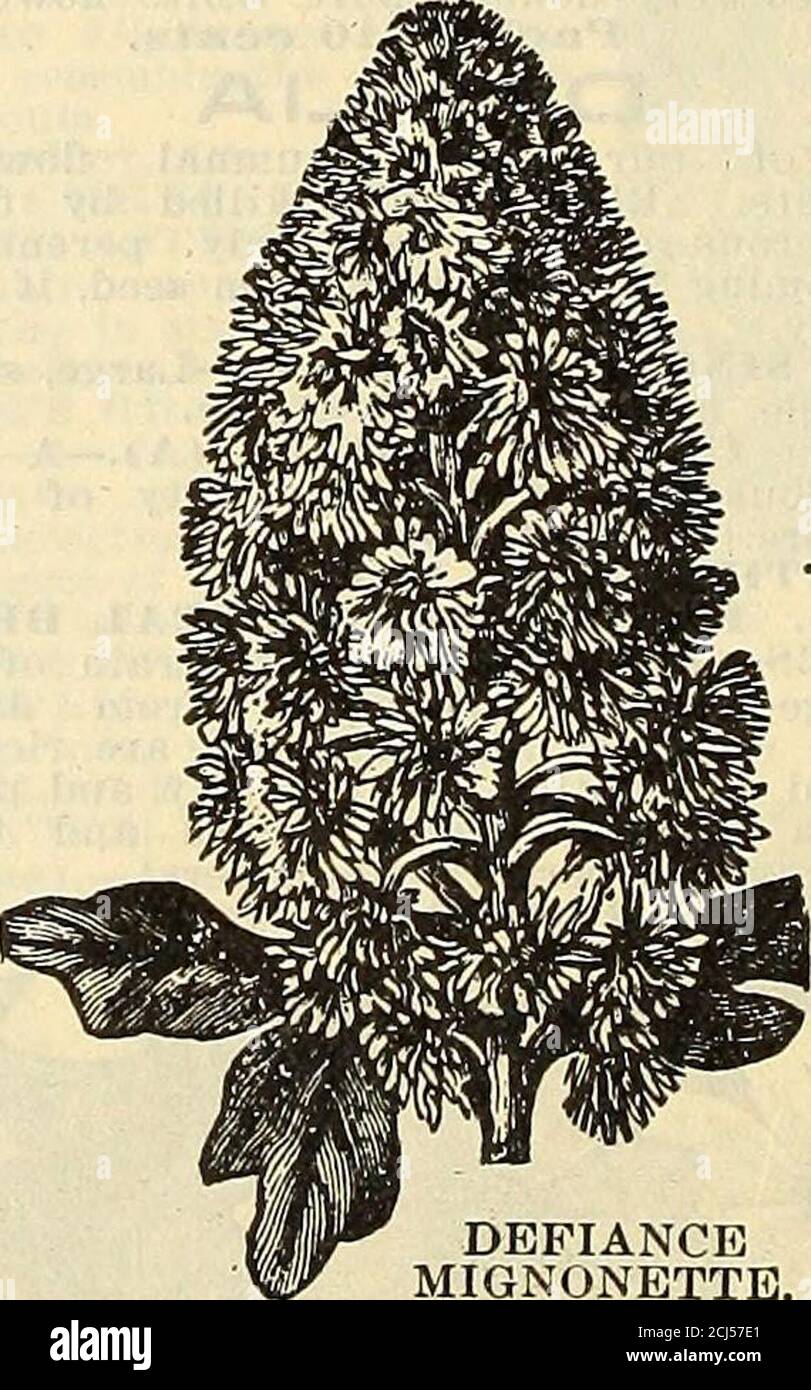 . Griffith & Turner Co : farm and garden supplies . M—AURO-RA.—Blush white and salmon, blotchedwith garnet. Pkt., 5e. Oz., 15c. 144. DWARF NASTURTIUM—BEAU-TY.—Bright scarlet, striped with yellow. Pkt., 5c. Oz., 15c. 145. DWARF NASTURTIUM (Em-press of India).—Very dark foliage, with deep crimson flowers. Pkt., 5c. Oz., 25c. 146. DWARF NASTURTIUM (Gold-en King).—Brilliant yellow. Pkt., 5c. Oz., 15c. 147. DWARF NASTLRTIUM (Kingof Tom Thnnib).—Brilliant yellowflowers, blotched with maroon, measur-ing three inches across. Pkt., 5c. Oz., 15c. 148. DWARF NASTURTIUM (Ruby King).—Light ruby red.  Pkt. Stock Photo