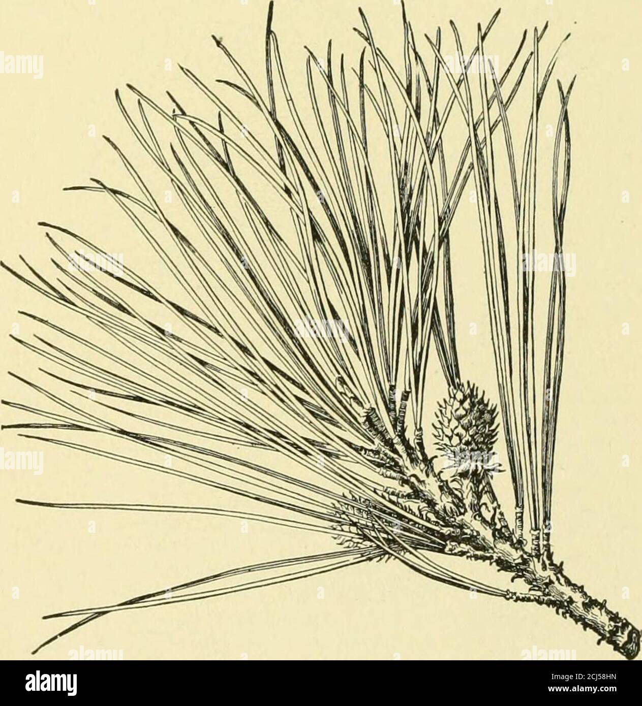 Native Pointing Tree . Cyclopedia of American horticulture, comprising suggestions for ...