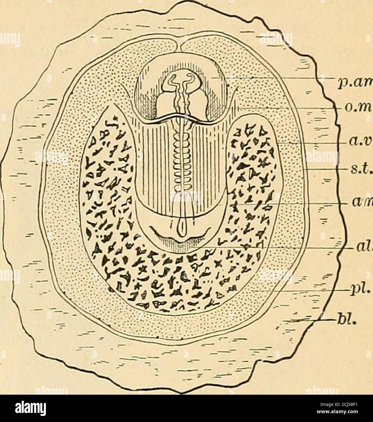 . A text-book of comparative physiology for students and practitioners of comparative (veterinary) medicine . Fig. 79.—Diagrammatic longitudinal sectionoosperm of rabbit at an advanced stage of preg-nancy (KOlliker, after Bischoff). a, amnion; al,allantois with its blood-vessels; e, embryo ; ds,yelk-sac ; ed, ed, ed, hypoblastic epithelium ofthe yelk-sac and its stalk (umbilical vesicle andcord); fd, vascular mesoblastic membrane of theumbilical cord and vesicle ; pi, placental villiformed by the allantois and subzonal membrane;r, space filled with fluid between the amnion,the allantois. and t Stock Photo