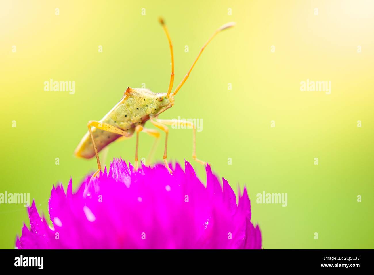 A small green insect on purple flowers blooming in a refreshing morning. The Stink bug is pollinating flowers in the forest. The concept of nature and Stock Photo