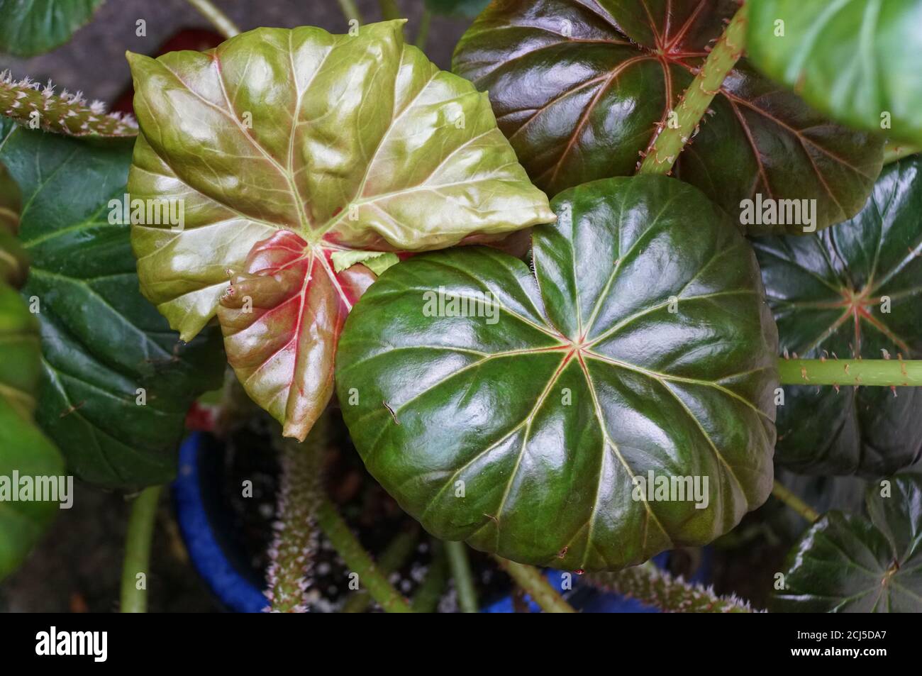 Shiny green leaves of Rhizomatous Begonia plant Stock Photo