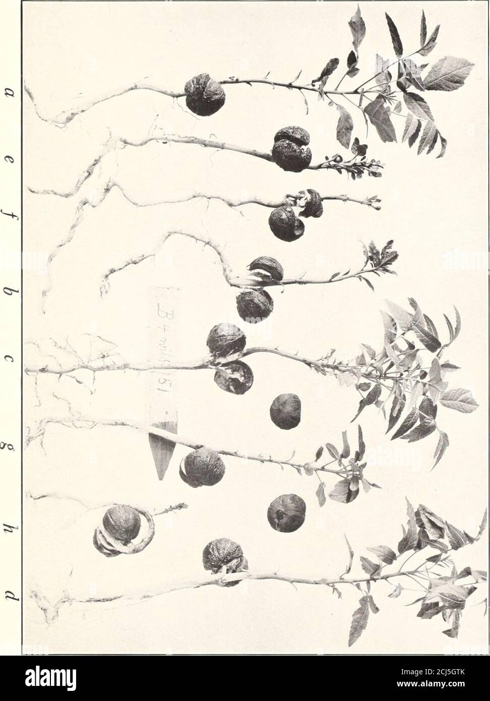 . Studies in Juglans . &lt; o 0 o o o PLATE 15 Juglans californica Watson J. californica var. quercina Babcock Fig. 3.—a, b, c, cl, typical californica seedlings,—e, f, g, h, typicalquercina seedlings. All from the same cluster of abnormal fruits fromtree No. 16 in Garden Grove, Calif. X %. [62]. o&gt; 0CD 3&gt;OXI GO o CD oo o PLATE 16 Juglans californica Watson J. calif ornica v;ir. qu&lt;rcina Babcock Fig. 4.—a, quercina and b, calif ornica seedlings from cluster No. 35 on./. calif ornica tree No. 16 in Garden Grove, Calif. X 1. L64] UNIV. CALIF. PUBL. AGR. SCI. VOL. 2 [BABCOCK] PLATE 16 Stock Photo
