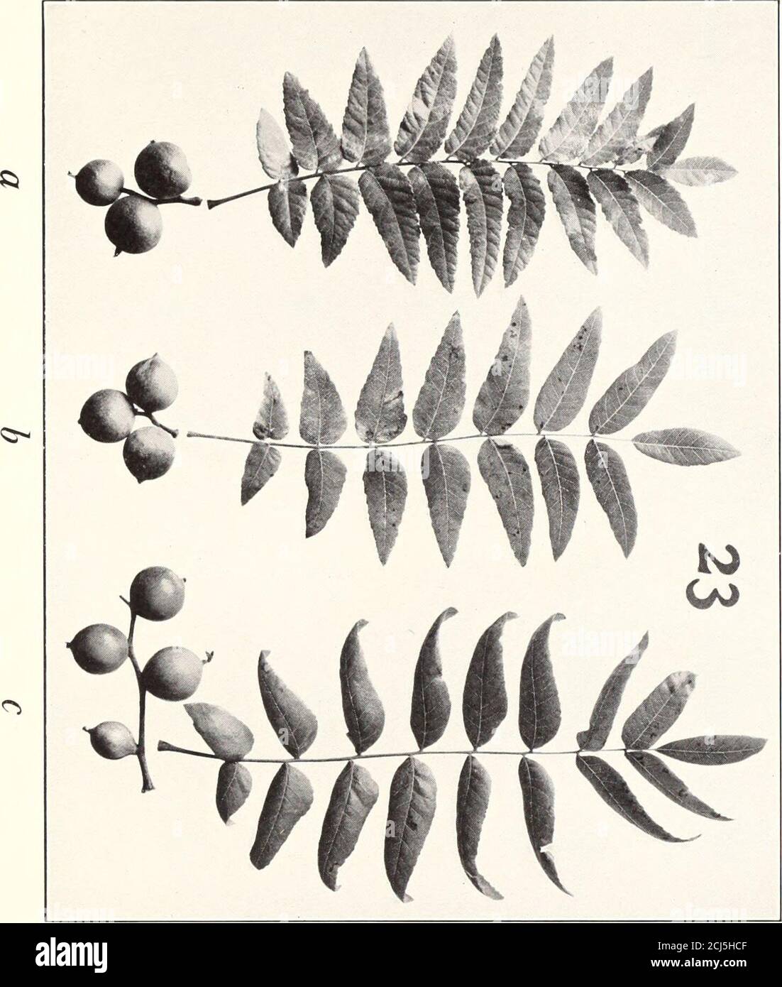 . Studies in Juglans . &gt; 0CICD &gt;CO o CO n on PLATE 14 Juglans californica X Quercus agrifolia Fig. 2—a, leaf and fruits from F! seedling No. 23a. Fig. 2—b, leaf and fruits from F, seedling No. 23b. Fig. 2—c, leaf and fruits from F, seedling No. 23c. The nuts from which these three F, seedlings grew were borne in thesame cluster on J. californica tree II of 1908 hybridization experiments. X y3. [60]. &lt; o 0 o o o PLATE 15 Juglans californica Watson J. californica var. quercina Babcock Fig. 3.—a, b, c, cl, typical californica seedlings,—e, f, g, h, typicalquercina seedlings. All from th Stock Photo