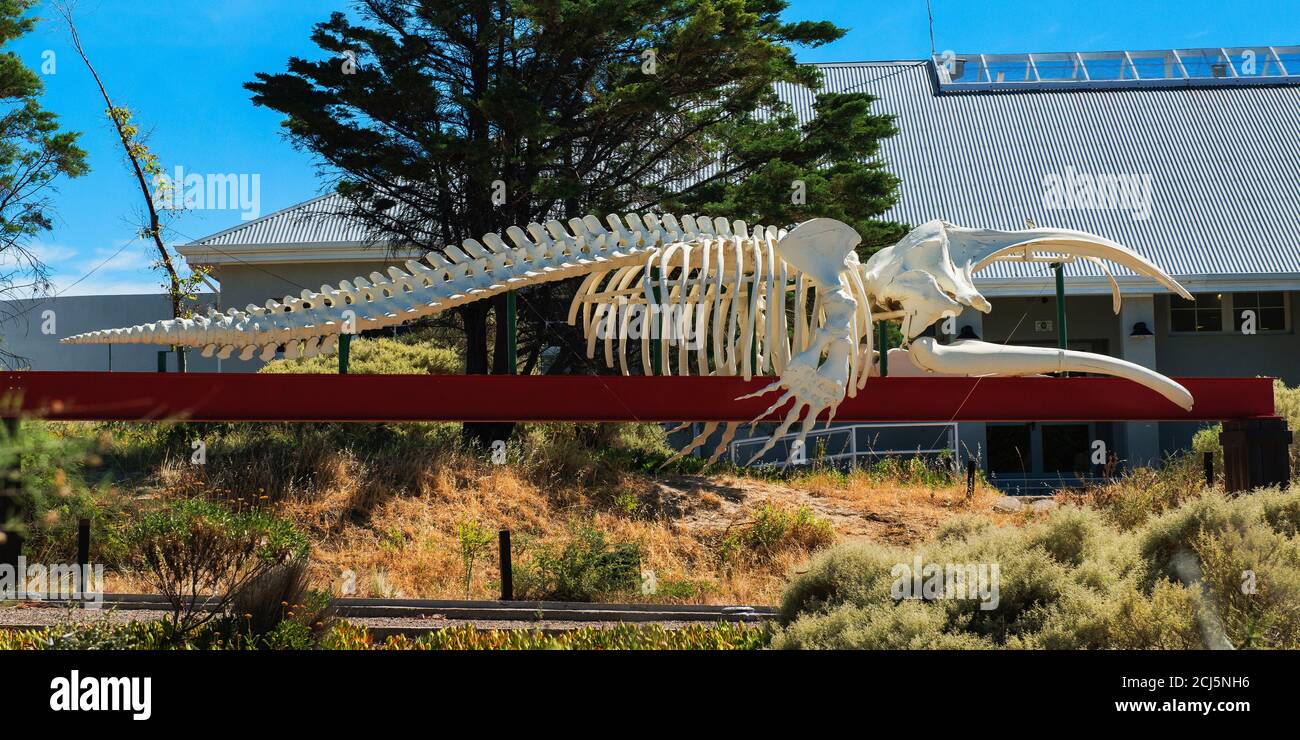 Whale Skeleton near the Eco-Center in Puerto Madryn, Chubut, Argentina, South America Stock Photo