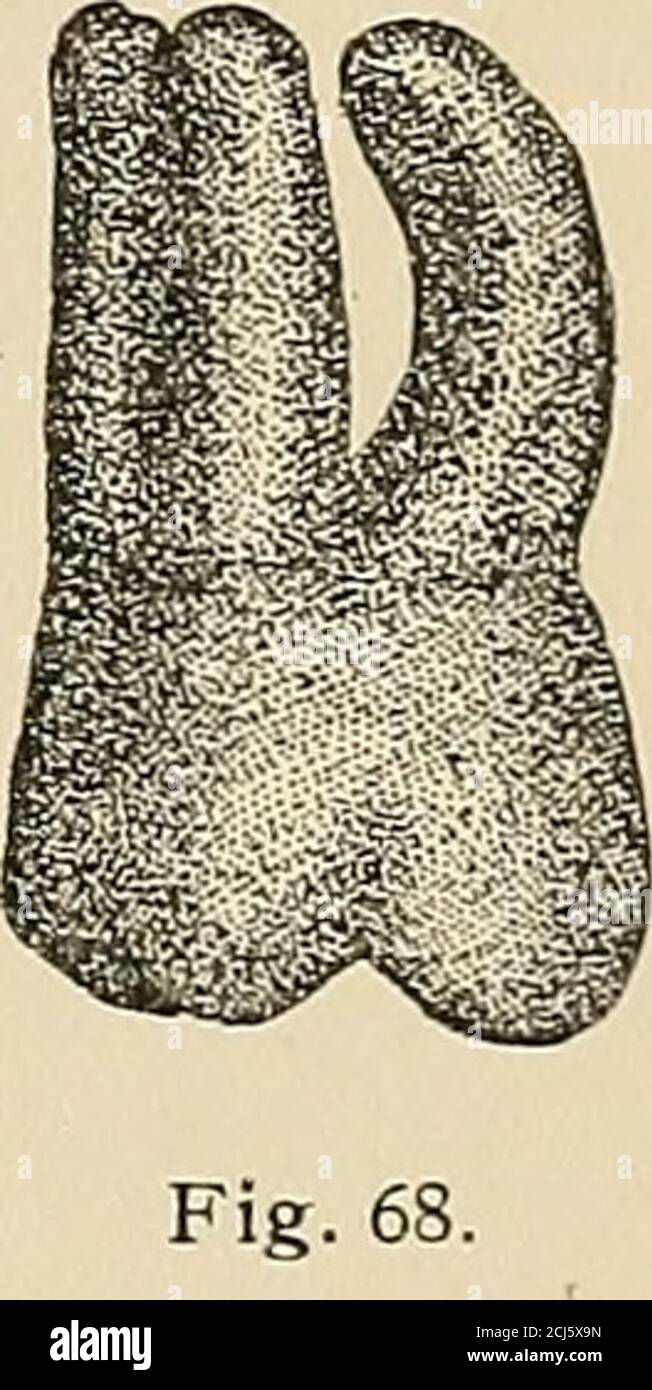 . Descriptive anatomy of the human teeth . Fig. 66. Fig. 67.. ^FiG. 63