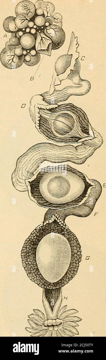 A Text Book Of Comparative Physiology For Students And Practitioners Of Comparative Veterinary Medicine Are Not Always So Direct And Simple As In The Above Reproduction 69 Described Case But Thebehavior