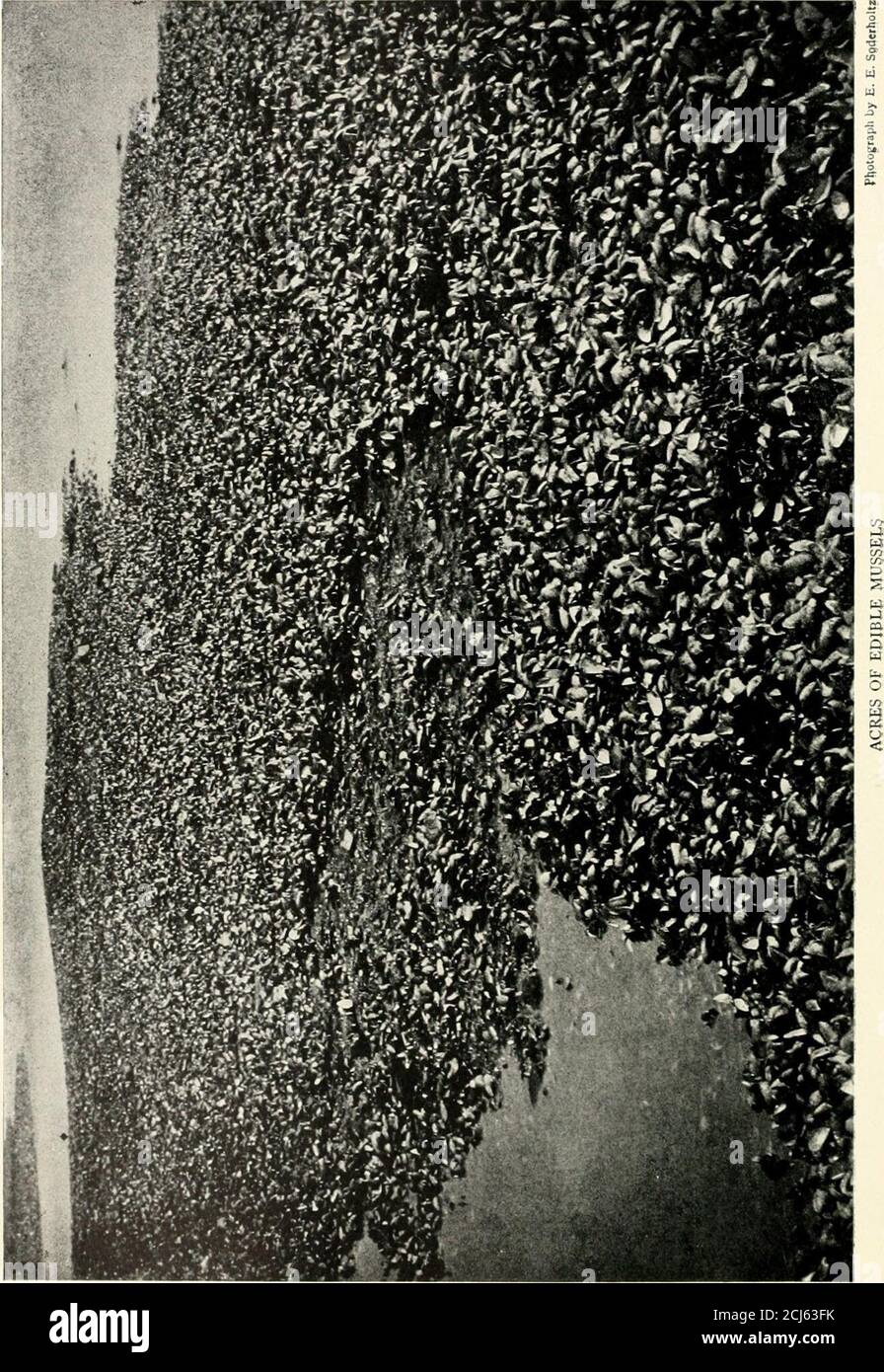 California mussel threads hires stock photography and images Alamy