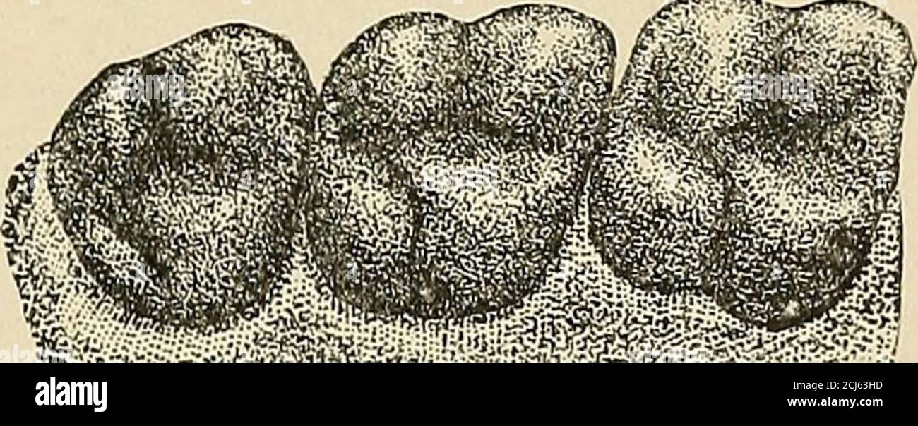 . Descriptive anatomy of the human teeth . Fig 59 Fig. 60. Fig. 6r.. Fig. 59* (Par. 8i).—Right