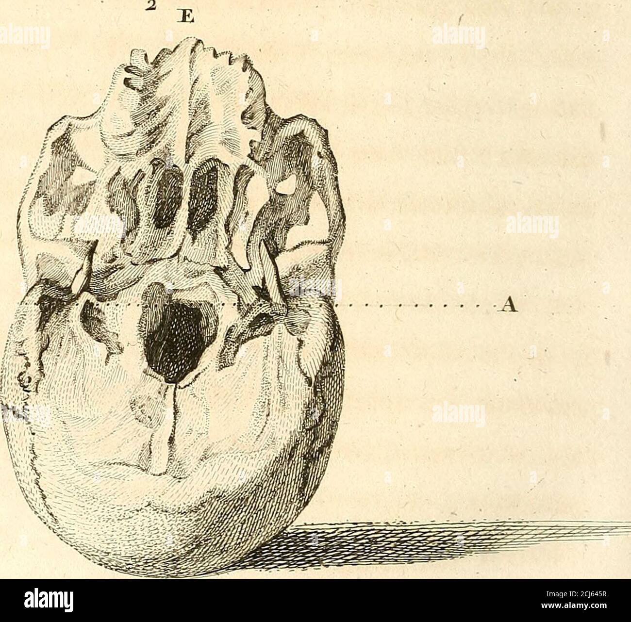 Anatomie anatomique hires stock photography and images Alamy