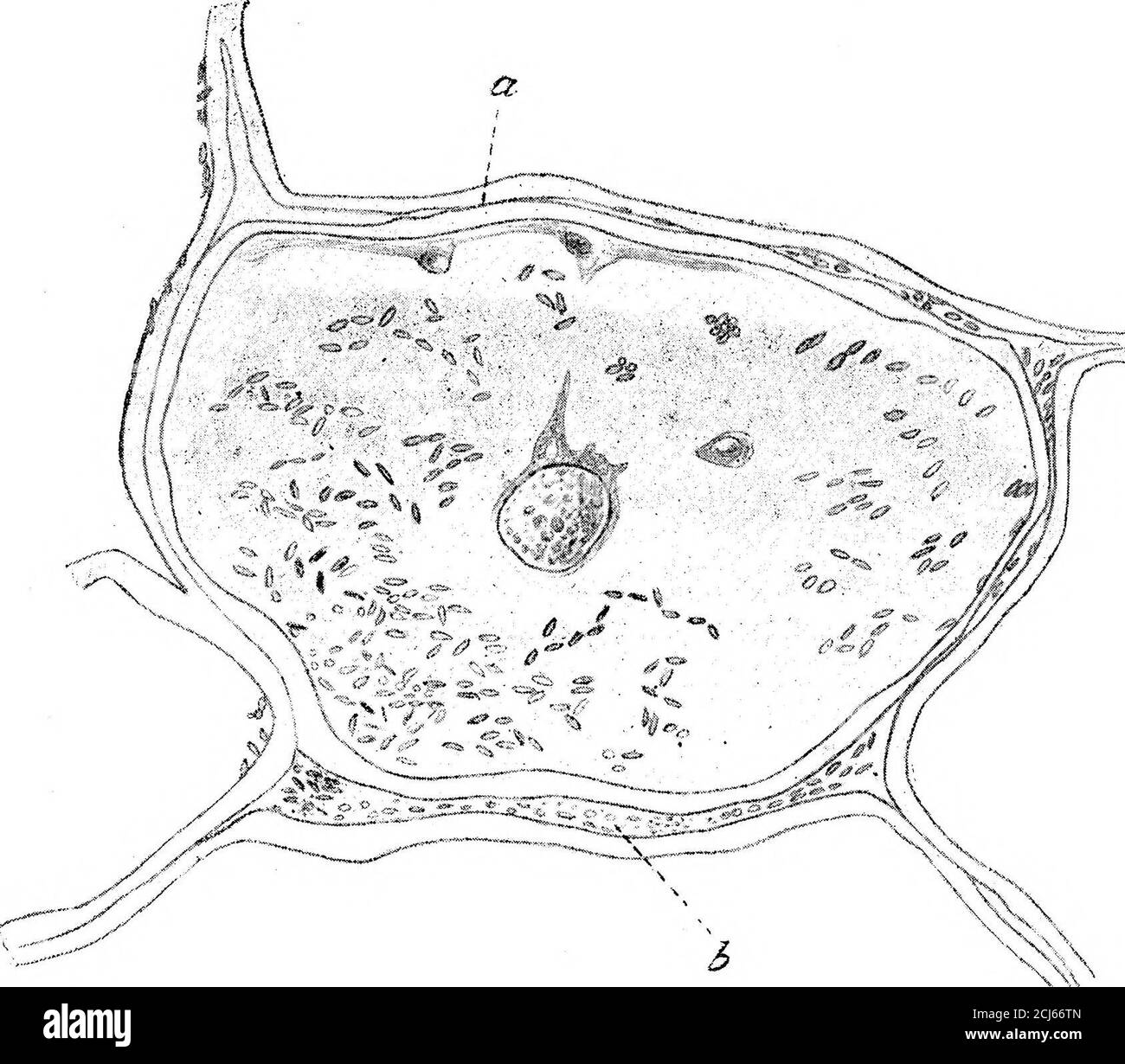 Calcium oxalate Cut Out Stock Images & Pictures Alamy