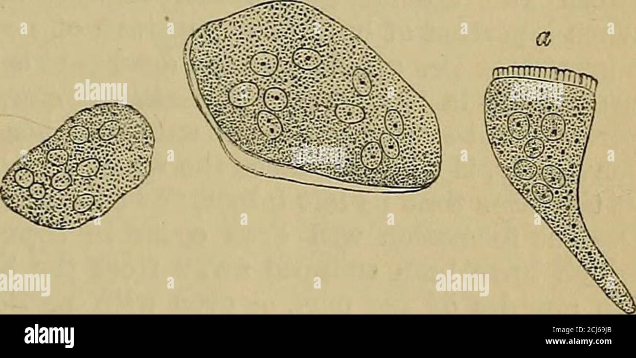 Quain's elements of anatomy . all shallow pits (forcolce) in which ...