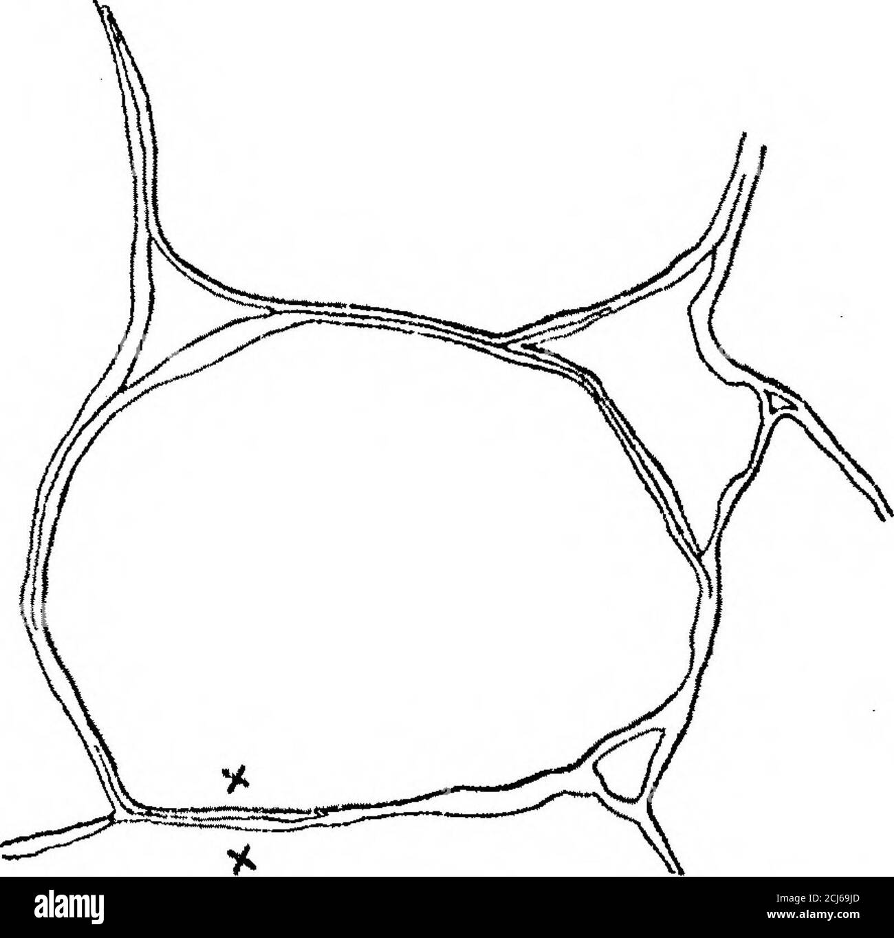 brassière transparent