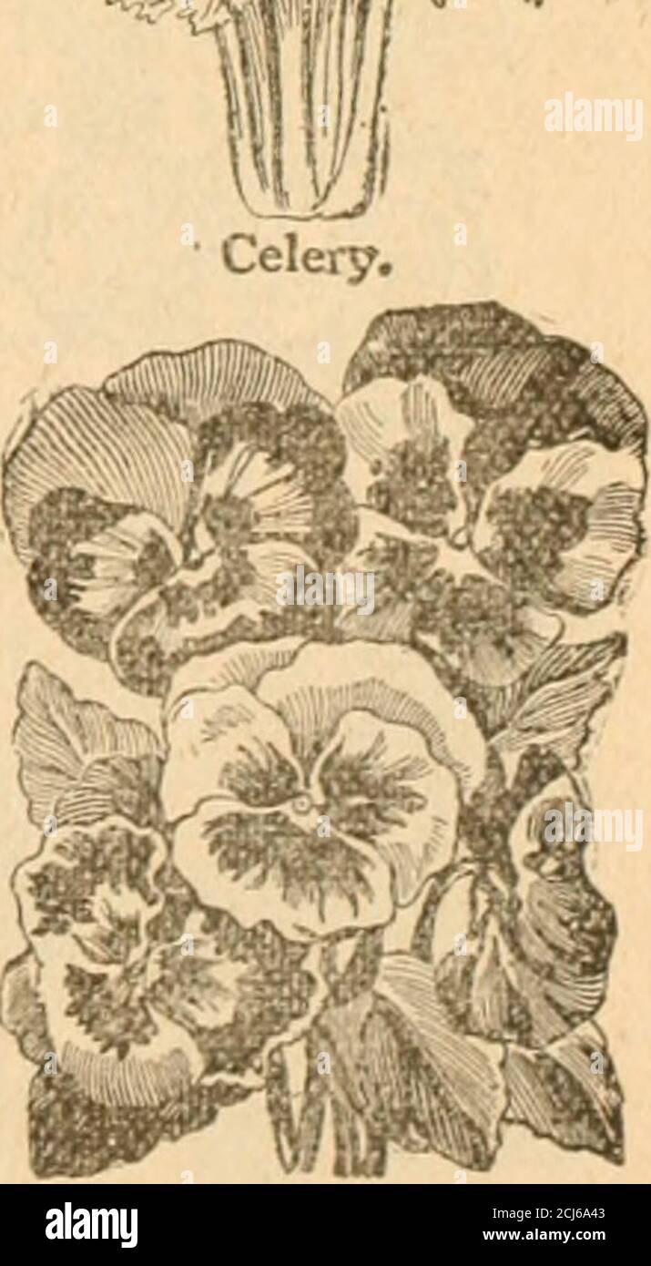 . 1896 premium catalogue Bee soap : over 300 different articles for Bee soap wrappers, The . Cabbage. Pansy. BEE IS A SUPERIOR WASHING SOAP. (8) FOR 25 BIG BLACK BEES. or fpr 10 Big Black Bees and 6c» in Postage Stamps. PREMIUM NO. 278, ^^^Mr^^^% THE ihirl •-^■ Stock Photo