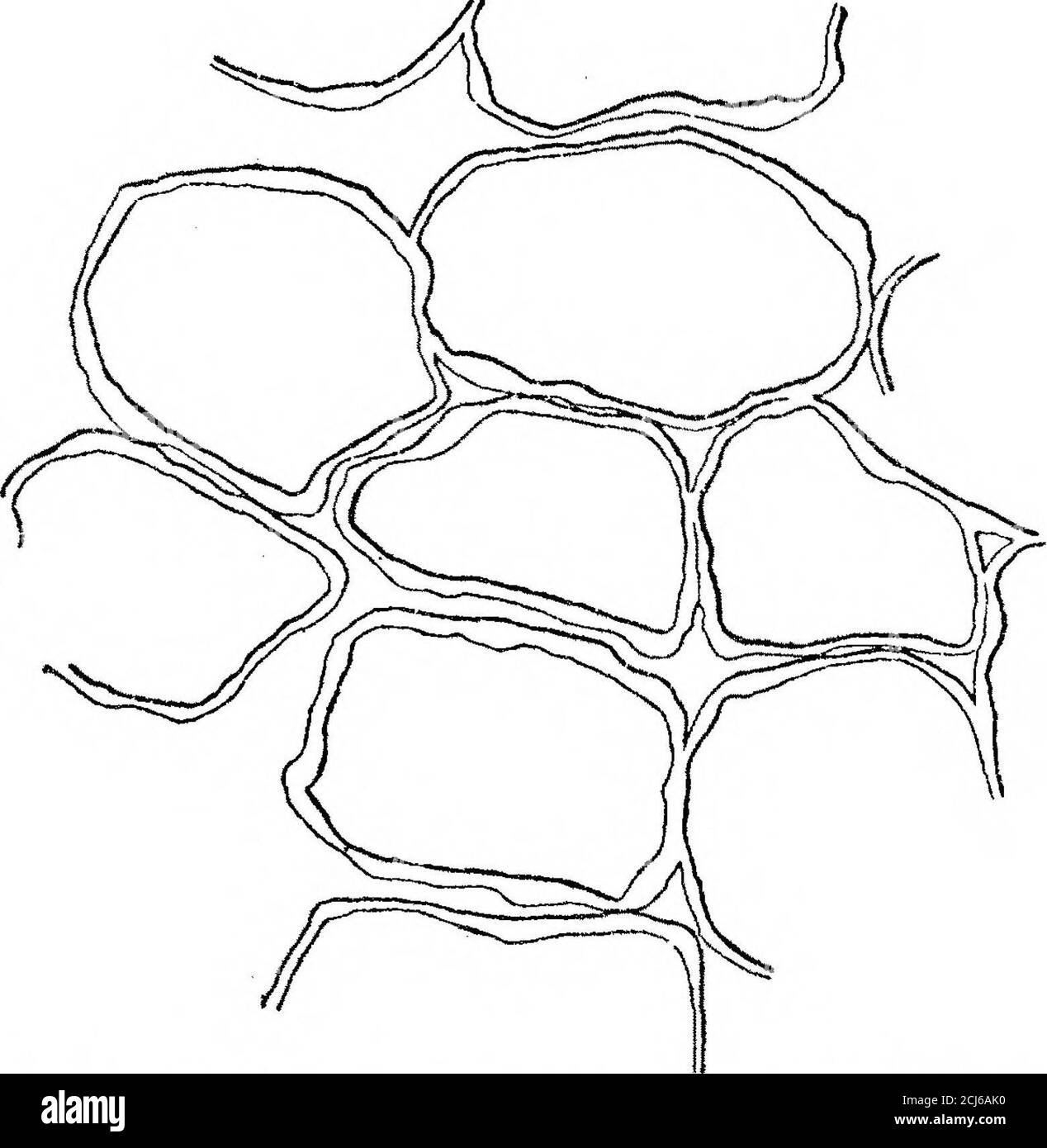 On A Bacterial Disease Of The Turnip Brassica Napus D And At The End Of Twenty Fourhours A Copious Flocculent Precipitate Was Deposited After Filtrationthe Precipitate Was Washed With Absolute Alcohol