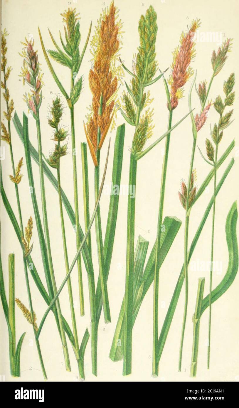 . The British grasses and sedges . oot and a half high, with from 6—8 small pale greenspikelets and very long narrow leafy bracts, the lowest ofwhich overtops the stem several inches; the upper ones aregradually shorter. It flowers in June. (PI. 243, f. 13.) 13. C. axillaris (Axillary-clustered Sedge).—Spikeletsseveral, the upper ones single, close together, the lowerin distant groups of two or more; fruit oblong, ovate,acute, the upper part serrated, the beak deeply 2-cleft;bract of the lower compound spikelet longer, the othersshorter than the spikelets; (jlumcs shorter than the fruit.Marshe Stock Photo