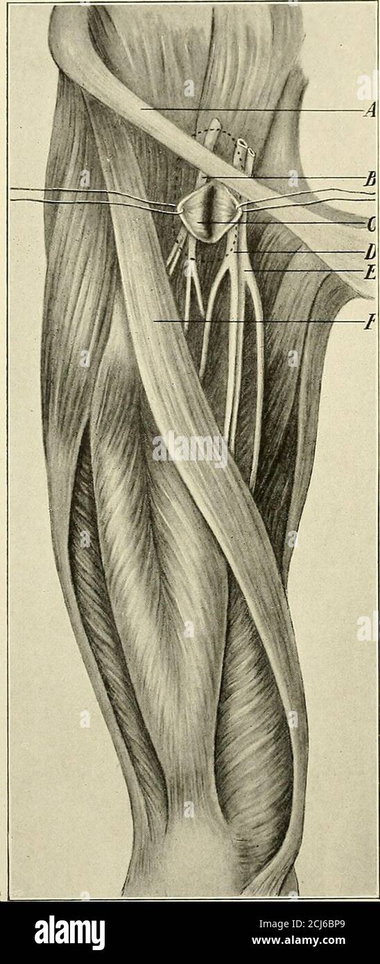 Anterior crural nerve hi-res stock photography and images - Alamy