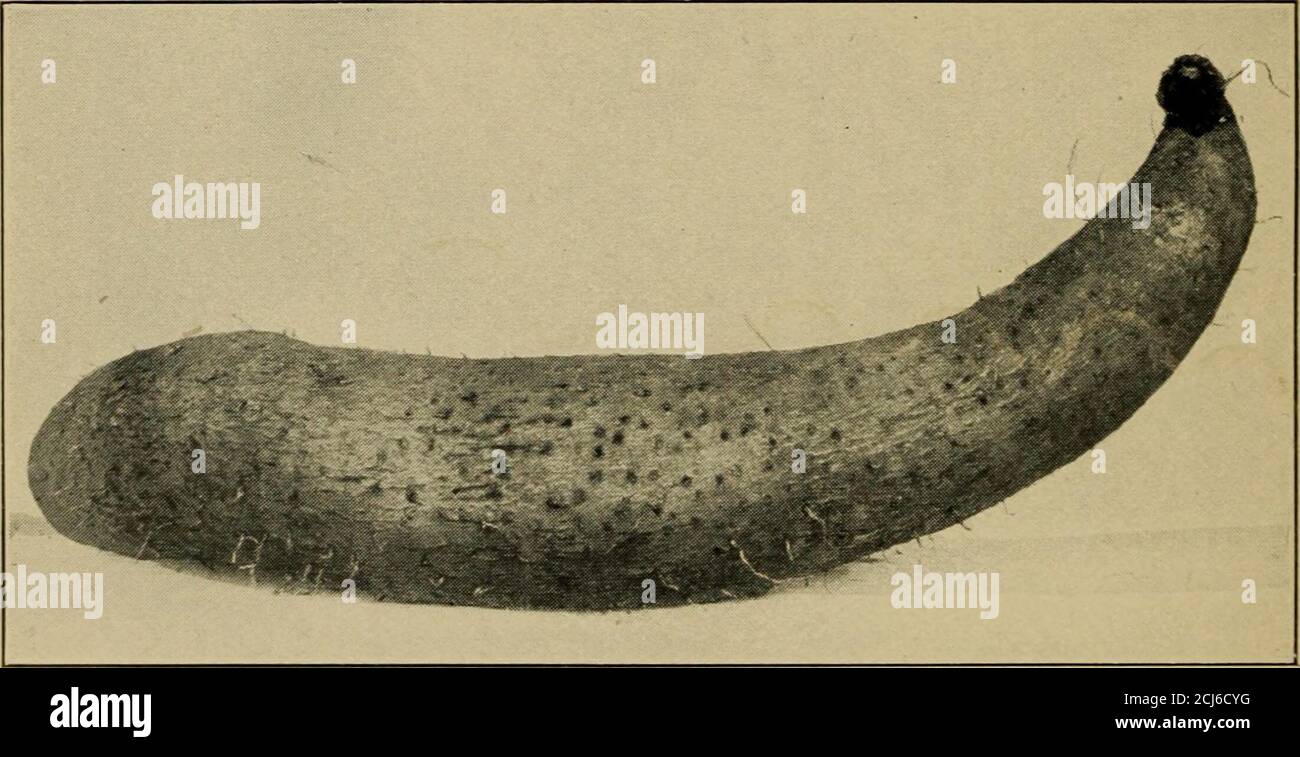 . Yam culture in Porto Rico . Fig. I.—Specimens of Yam (Dioscorea alata), S. P. I. No. 31919.. Fig. 2.—Specimen of Yam (Dioscorea alata), S. P. I. No. 34861. YAM CULTURE IX PORTO RICO. 21 and more even-grained than the water yams and not less so thanthe roots of the White Guinea, Potato yam, or Congo varieties. Itis rich yellow and of good texture when cooked. The flavor is pleas-ant and compares favorably in richness with the best yams. Thevines of this variety are round, small, and very strong, and make amoderately vigorous growth. Unlike most varieties, this varietymakes a slow growth throu Stock Photo