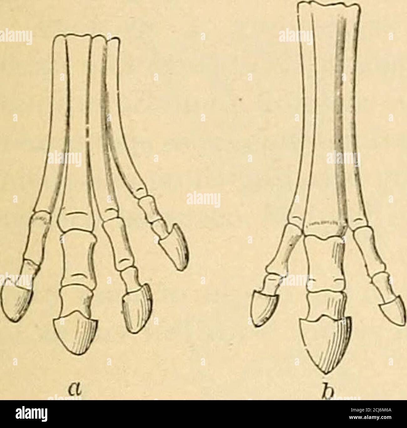 Proarticulates . A text-book of comparative physiology for students and practitioners ...