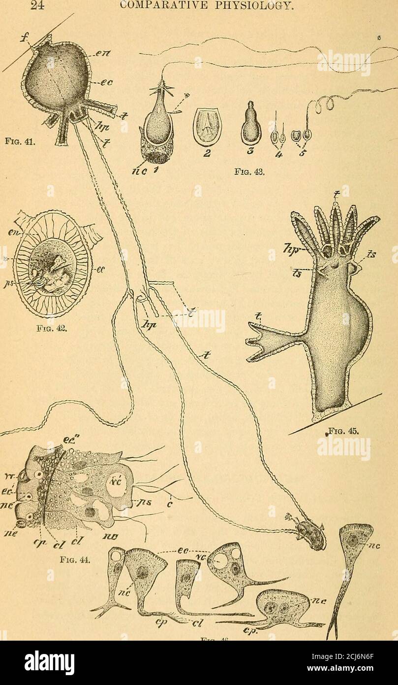 . A text-book of comparative physiology for students and practitioners of comparative (veterinary) medicine . ple forms as Amoeba; not to mention itsvarious resources for multiplication and, therefore, for itsperpetuation and permanence as a species. It, too, like all theunicellular organisms we have been considering, is susceptibleof very wide distribution, being capable of retaining vitality inthe driedf state, so that these infusoria may be carried in vari-ous directions by winds in the form of microscopic dust. MULTICELLULAR ORGANISMS. The Fresh-Water Polyps {Hydra viridis ; Hydra fused). Stock Photo