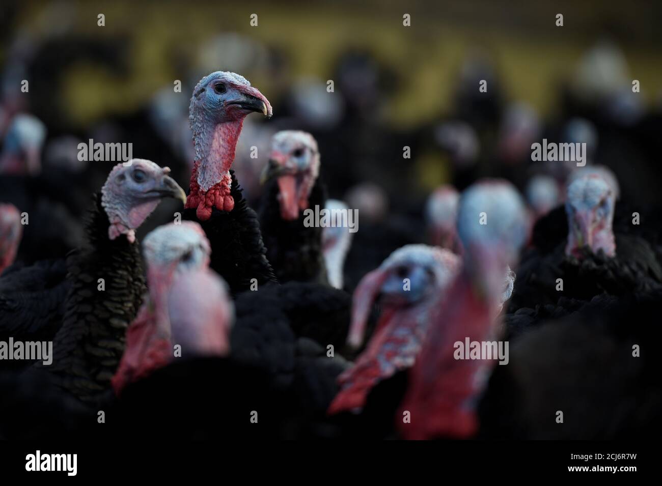 Free range turkeys mcevoys farm hires stock photography and images Alamy