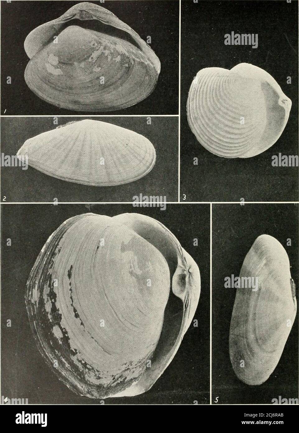 . The shell book . 1 Donax scorhtm. 2 Donax varidbUfs* WEDGE SHELLS AND TELLENS 3 Afaconm secla. 4 Macoma tiasuta. 5 Tdlinctla rostrata. 6 TelHna discus. 7 Psatnmobia maxima.. 1 Surf Clam, Mactra solidissium. 4 Ottt-r Shel GIANT CLAMS AND SUNSET SHELLS 2 Beaked Sunset Shell, Tdlina rostdlum. 3 Channeled Rita, Rata i Lutraria maxima. 5 Rayed Sunset Shell, Tellina radiata. The Semeles Gray, the veteran collector for the Marine Biological Laboratory,who knows the sea bottom of that region, and the inhabitantsthereof, as a cook knows her pantry shelves. It was August, and the ventricose shells of Stock Photo