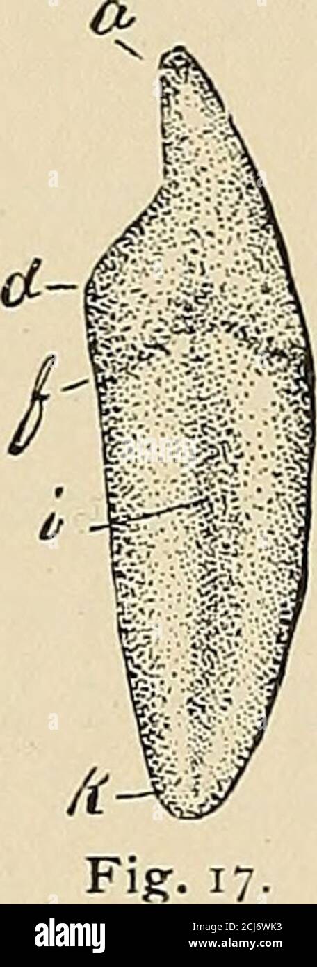 . Descriptive anatomy of the human teeth . Fig. 12* (Par. 29).—Left Lower Central Incisor, Labial Surface. Longroot, a. Cutting edge; e, labial grooves; /, gingival line; g, mesio-incisal angle; h,disto-incisal angle. Fig. 13* (Par. 29).—Left Lower Lateral Incisor, Labial Surface. Longroot, a, Cutting edge; e, labial grooves; /, gingival line; g, mesio-incisal angle; h,disto-incisal angle; i, body of root; k, apex of root. Fig. 14* (Par. 29).—Right Lower Lateral Incisor, Labial Surface. Shortroot, a. Cutting edge; e, labial grooves; /, gingival line; g, mesio-incisal angle; h,disto-incisal ang Stock Photo