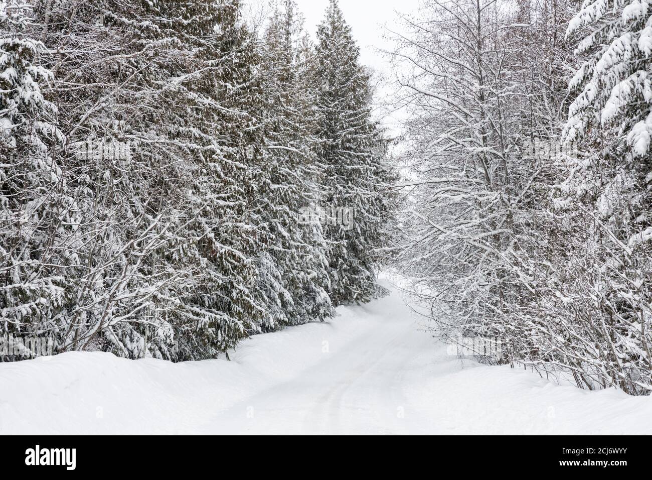 Fresh snow on conifers lining a country road, Vernon, British Columbia, Canada. Stock Photo