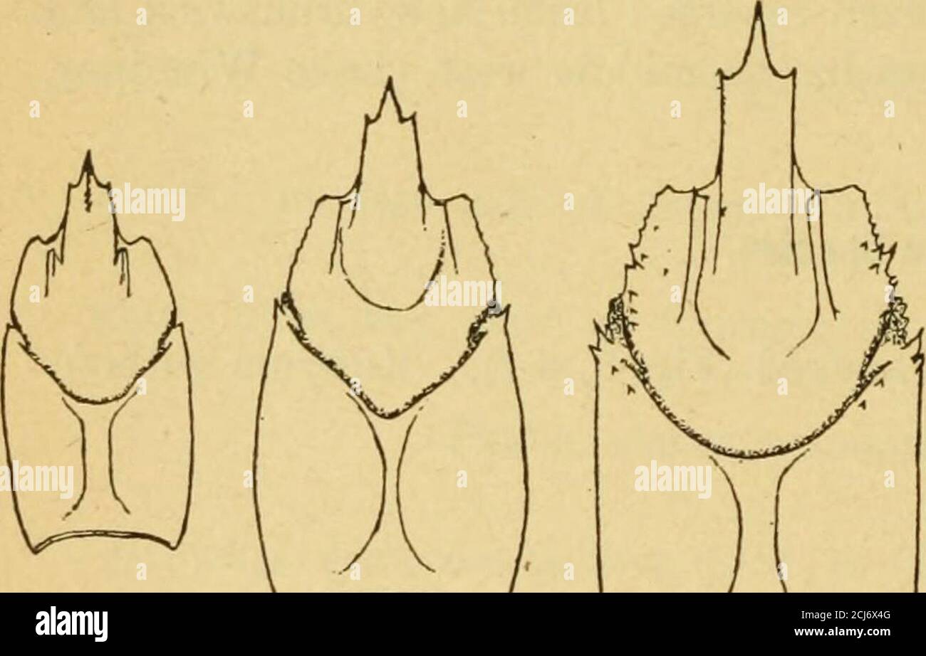 . Contributions to Canadian biology . rst abdominal appendages of male ...