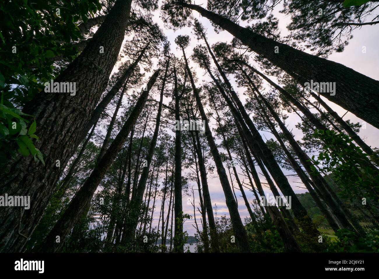Pinus radiata tree canopy hi-res stock photography and images - Alamy
