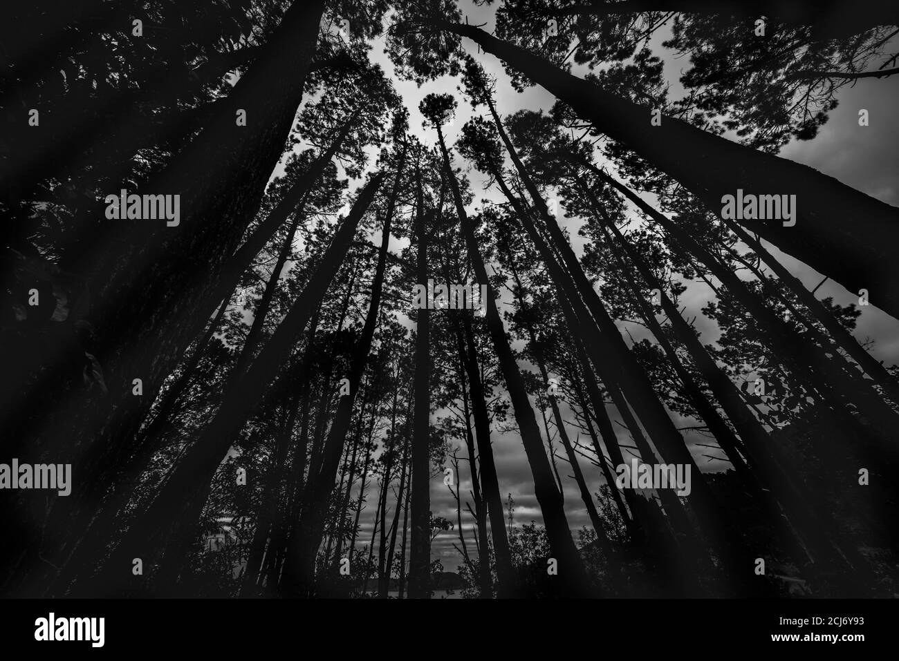 Pinus radiata tree canopy Black and White Stock Photos & Images - Alamy