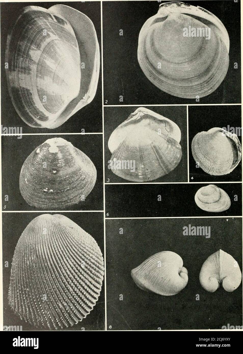 . The shell book . CLAMS, USEFUL AND BEAUTIFUL 1 An experienced clam digger wielding the rake. 3 Camp Venus Clam, Circe castrensis, showing variations. 2 Mud dug away to show hard-shell clams in place. Note 4 Forking Venus Clam, Circf diiaricata. tube where Ihe siphon is thrust up to the surface. 5 Elegant Venus Clam, Dione Veneris. 6 Frilled Venus Clam, Chione Gnidia.. 1 Tapes literals. 2 Dostnia discus. CLAMS AND COCKLES Tivclacrassatdloides (much reduced). 5 Cyrena Curalinmsis. Tapes staminea. sulctitnm. 7 Cardivni quadngenenum. 8 Isocardid cor. The Surf Clams. Hen Clams narrower anterior e Stock Photo