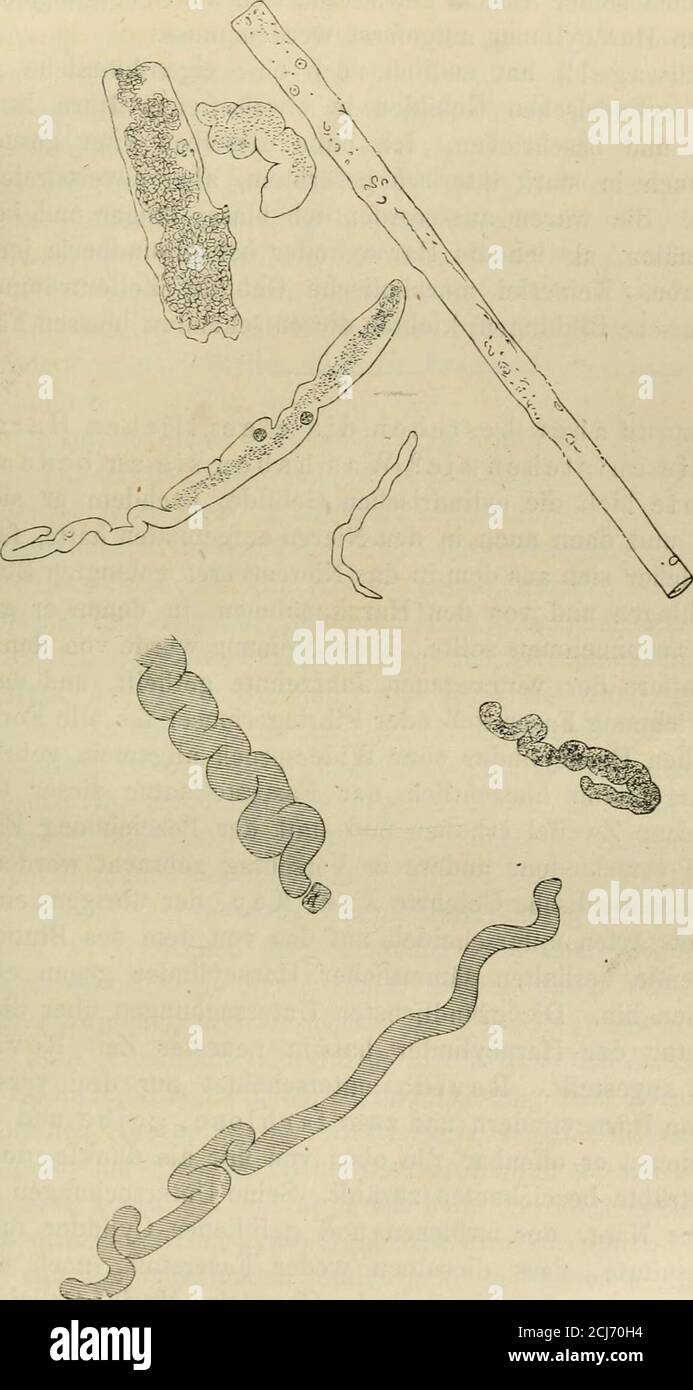 . Handbuch der speciellen Pathologie und Therapie . Fig. 4.Breite