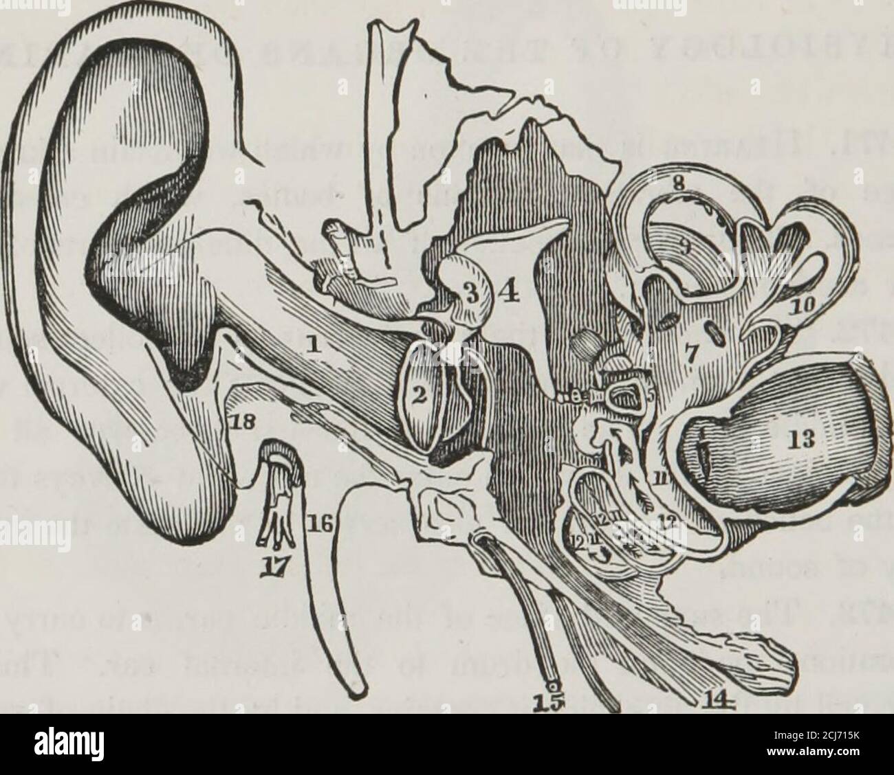 Auditory functions of brain hi-res stock photography and images - Alamy