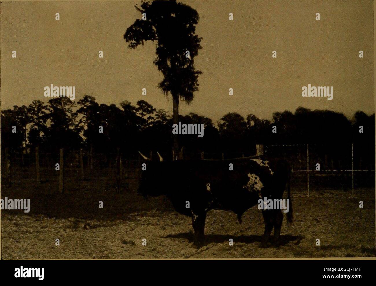 . Livestock farming in Florida along the lines of the Florida east coast railway.. . d February that stockcattle need any help, on account of the colder weather, the dormantstate of the grass and its destruction at this time on large areas byfire. Winter pastures of comparatively small area, if planted in im-proved grasses, would cheaply provide for this short season, andreturn stock to the general range in fine condition. They wouldincrease the yield of calves and prevent their becoming stunted,which is one cause of slow growth resulting in small cattle of poorquality. In addition to the vari Stock Photo