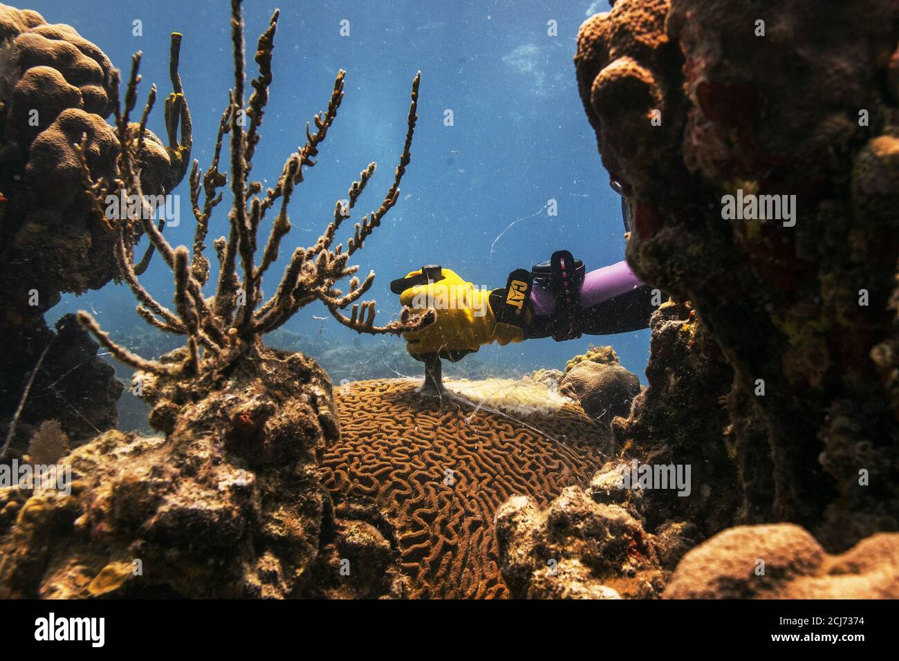 Research technician Danielle Lasseigne cuts a Pseudodiploria strigosa coral with a steel chisel to remove the portion of the animal being killed by Stony Coral Tissue Loss Disease (SCTLD) near the University of the Virgin Islands campus in St Thomas in the U.S. Virgin Islands, May 15, 2019. REUTERS/Lucas Jackson  SEARCH 'JACKSON CORAL' FOR THIS STORY. SEARCH 'WIDER IMAGE' FOR ALL STORIES.  TPX IMAGES OF THE DAY. Stock Photo